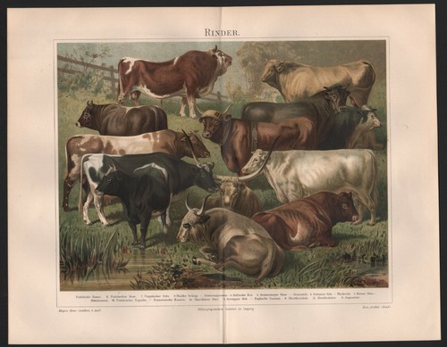 Chromo lithografie 1896 - chromo-lithografie,